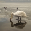 Labu/Swan